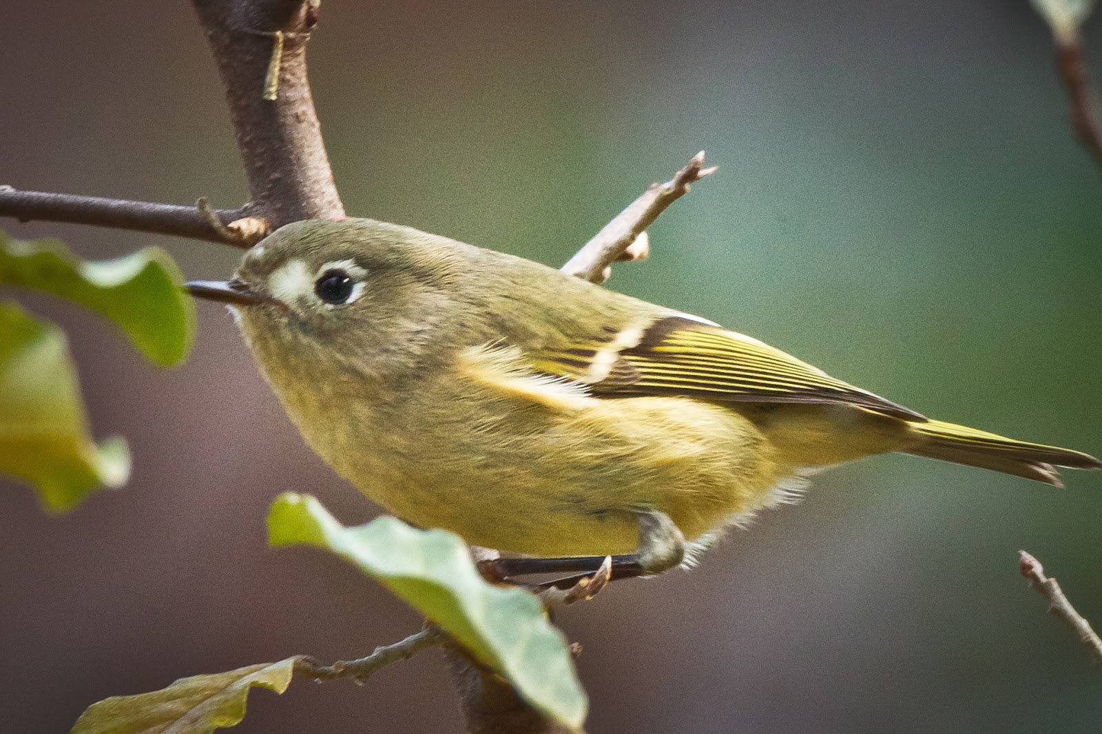 Ruby Crested Kinglet