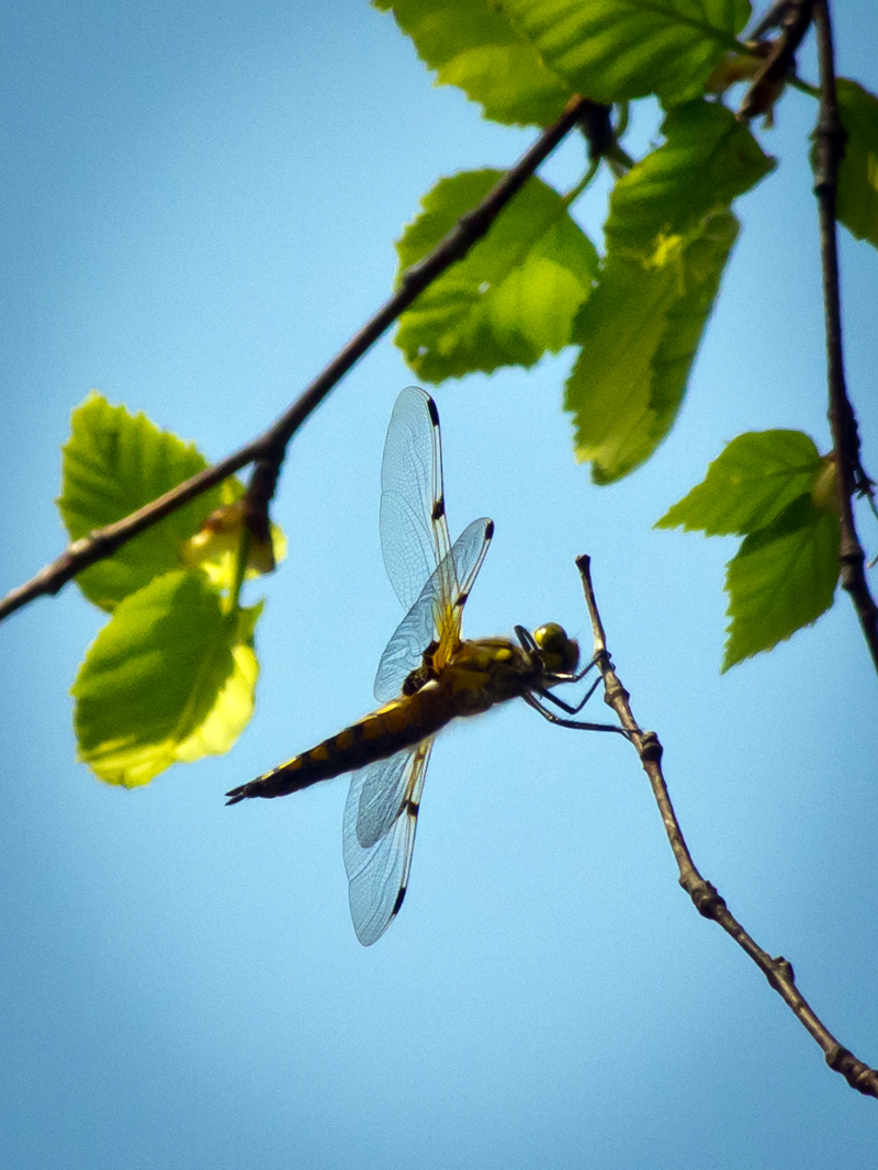 Dragonflies+of+michigan