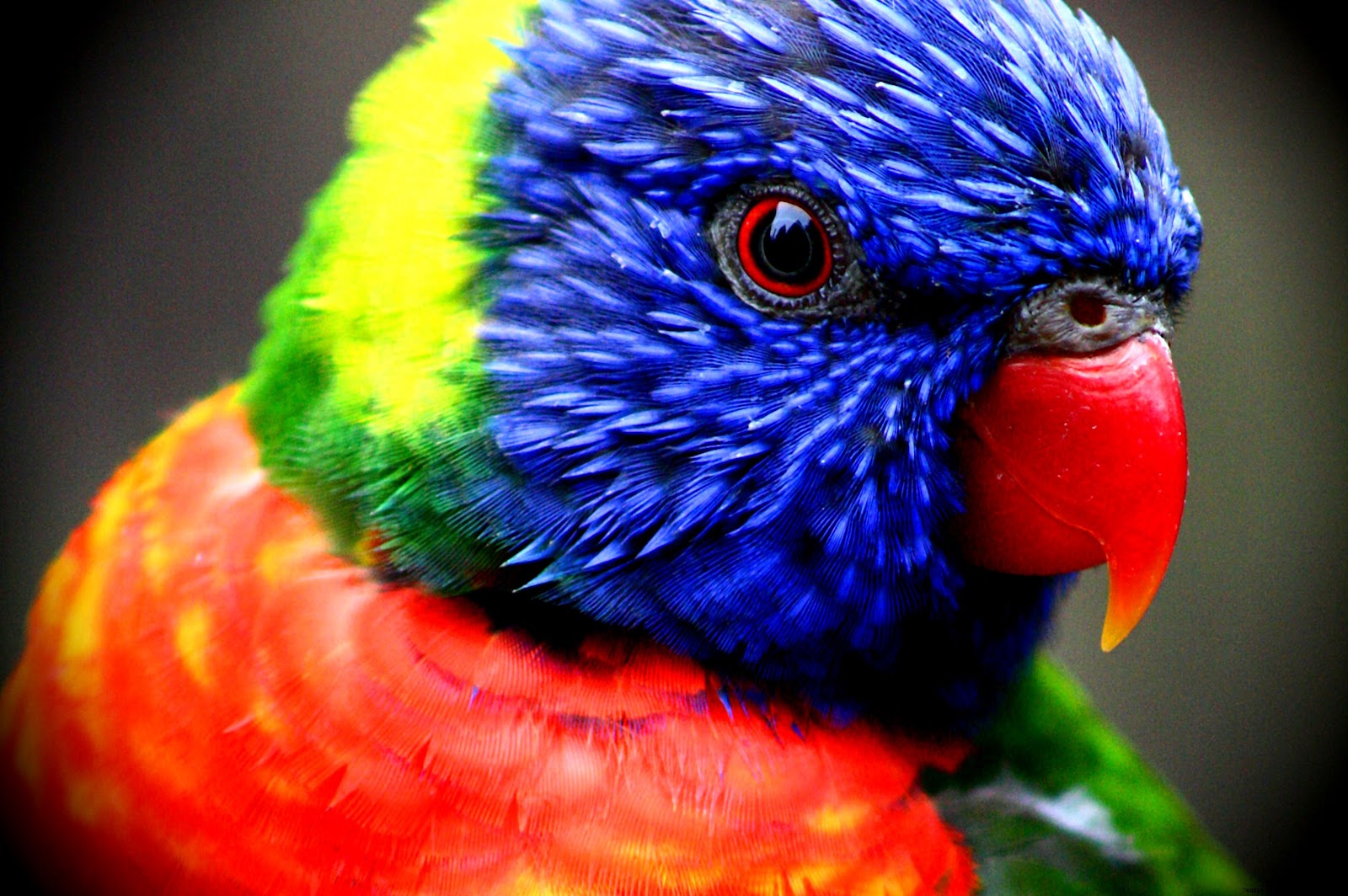 High Res Colorful Animals High Res Colorful Animals