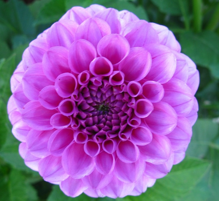 how to care for dahlias in winter 28 images 17 best how to care for dahlias in winter 28 images 17 best