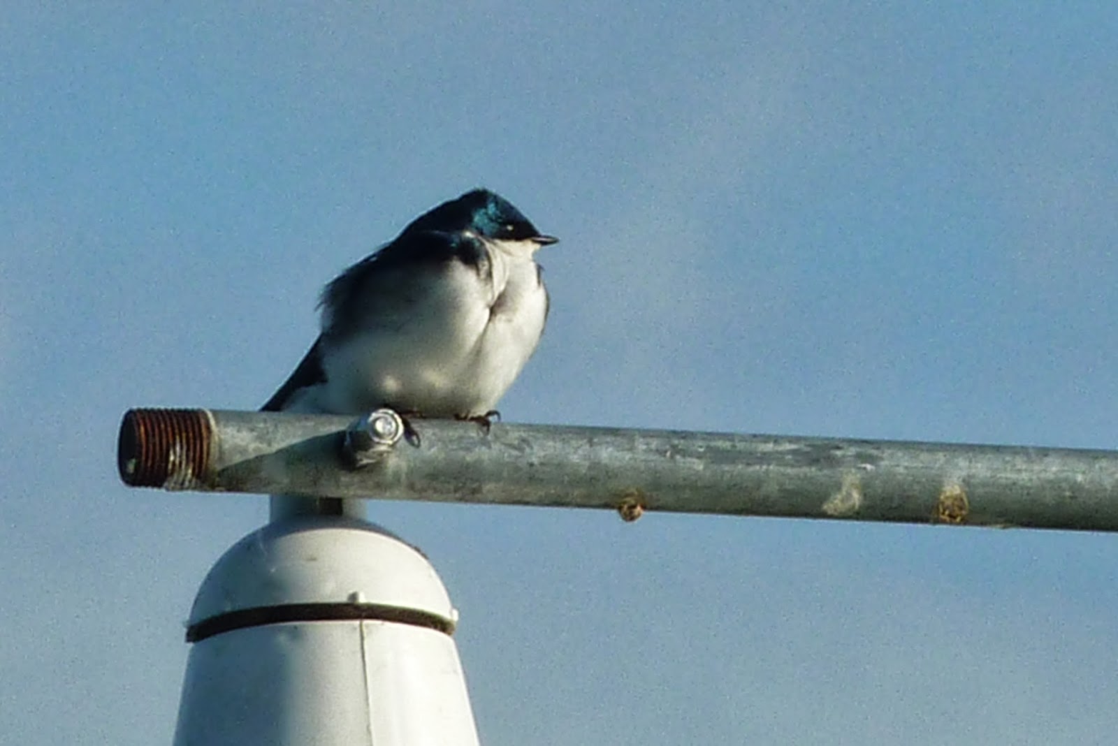 Piccalilli Pie "Swallows Circling with Their Shimmering Sound"