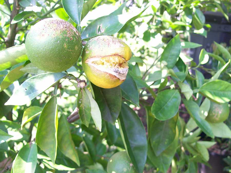 The Citrus Guy Doing the Citrus Split!