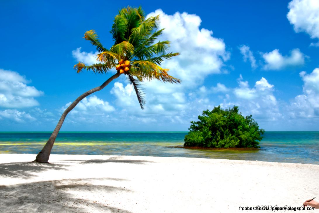 Florida Beaches With Palm Trees Hd Images 3 HD Wallpapers Florida Beaches With Palm Trees Hd Images 3 HD Wallpapers