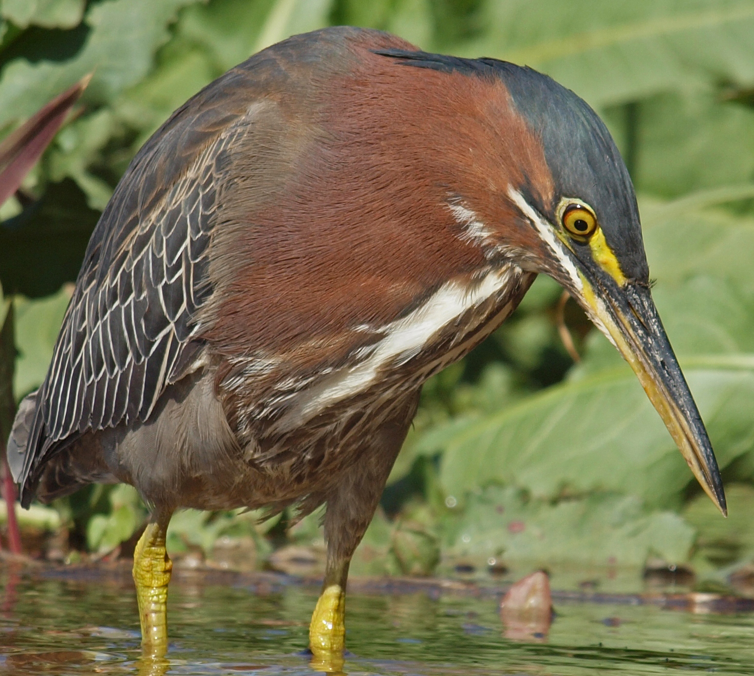 Birding Is Fun! The Green Heron Experience
