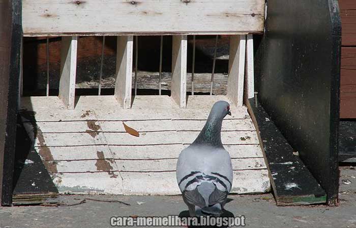 Cara Agar Merpati Pos Dewasa Homing Dikandang Barunya