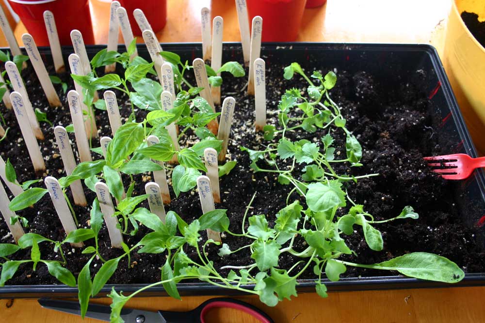 kale seedlings kale seedlings