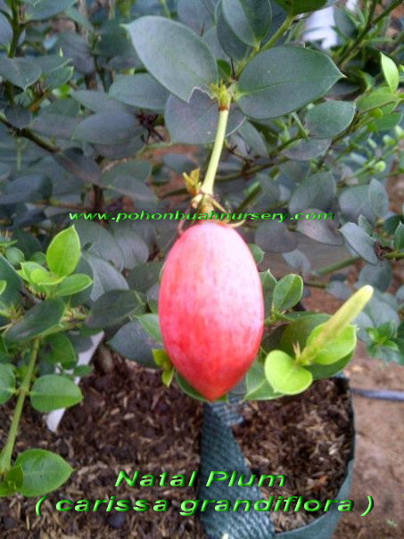 PBN: Natal Plum