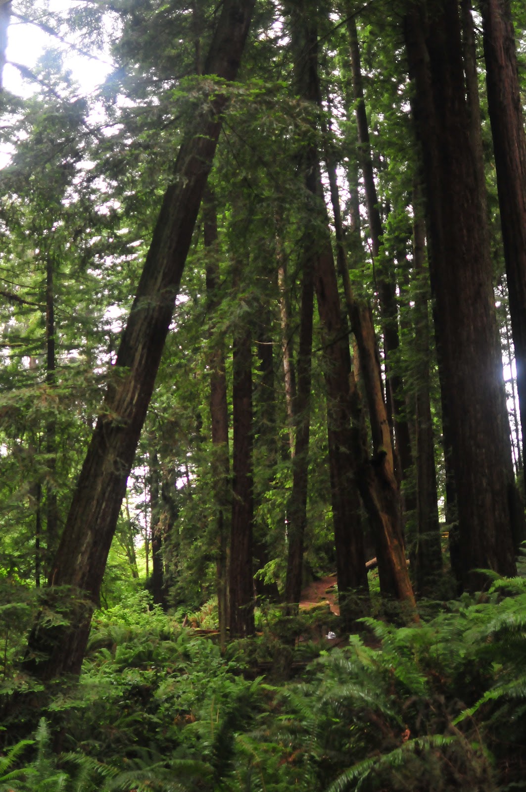 The Swimming Buffalo Arcata/Orick/Redwood National Park, CA