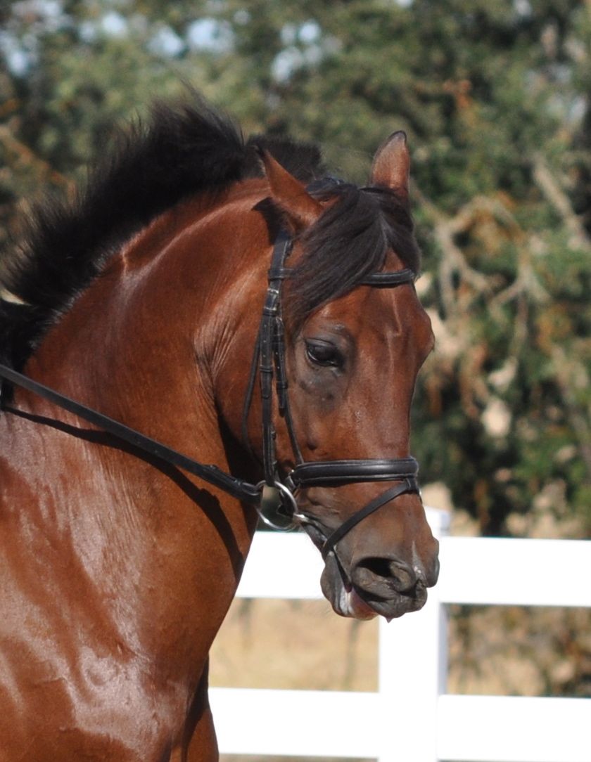 beautiful bay Beautiful horses, Horses, Horse breeds