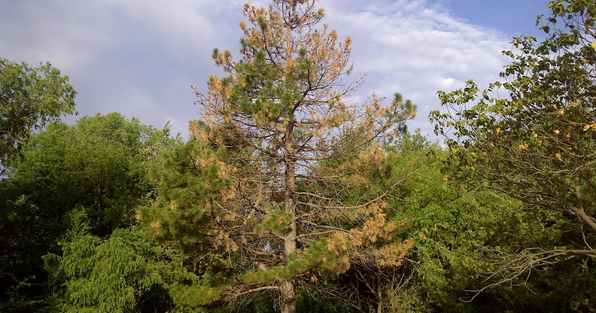 He Said WHAT? Lessons From the Brown Pine
