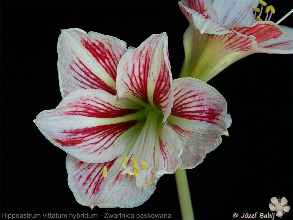 Hippeastrum vittatum hybridum flower - Zwartnica paskowana, hipeastrum kwiat