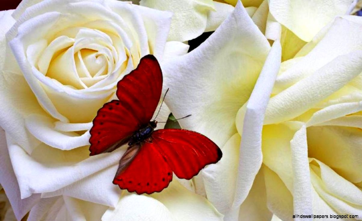 Butterfly on White Roses Wallpaper in 1024768 Resolution Butterfly on White Roses Wallpaper in 1024768 Resolution