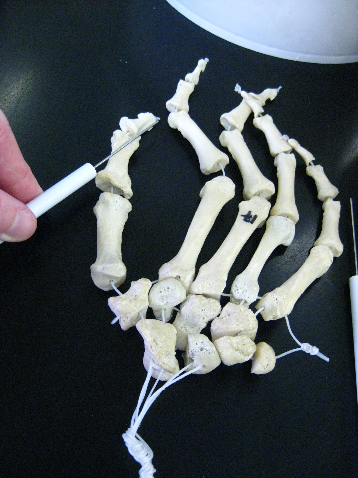 Boned: Human Skeleton - hand