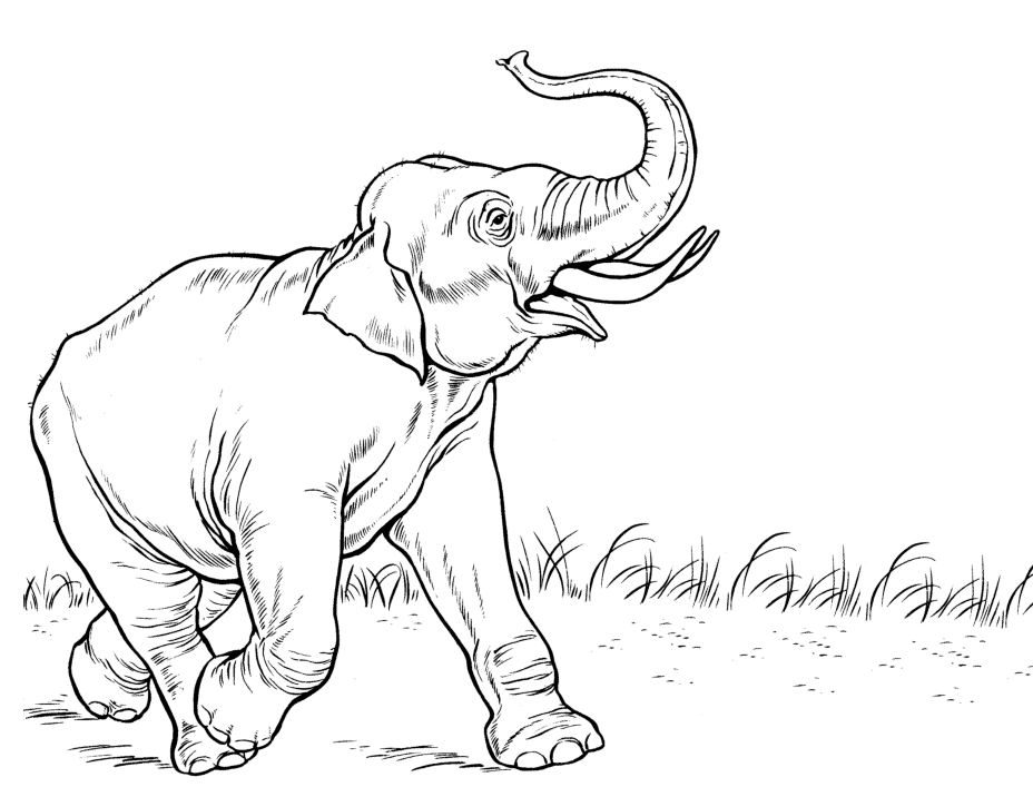 Elephant For Kid Coloring Page Free wallpaper
