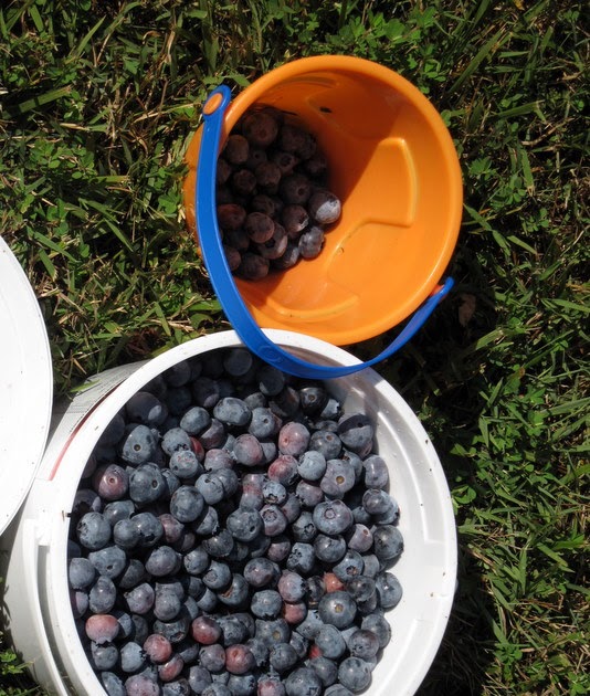 Review of Bryant's Blueberries By