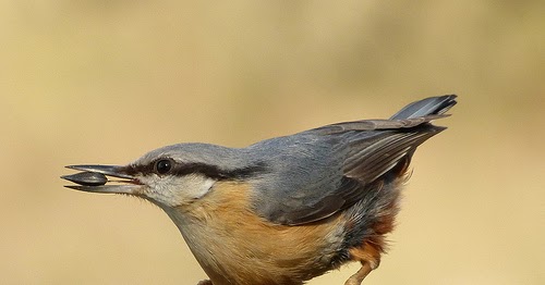 Amazing Animals: 10 Awesome Animals Whose Names Start with The Letter N