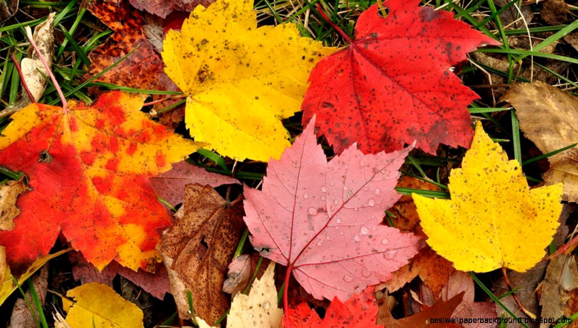 Why Do Autumn Leaves Change Color Instant Egghead 51 YouTube Why Do Autumn Leaves Change Color Instant Egghead 51 YouTube