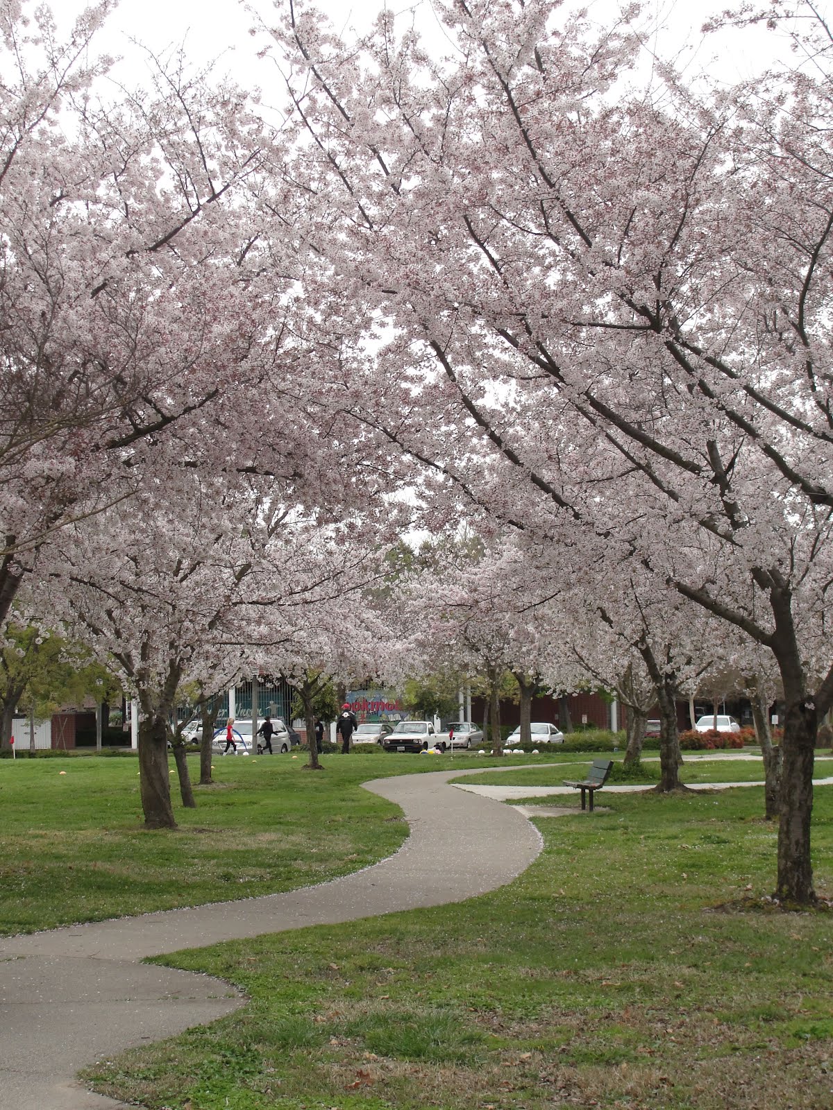 A Prunepickers Posting Spring time in Sacramento