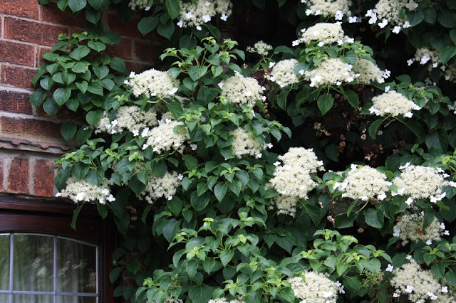 Creamy White Hydrangea Stock Photos Creamy White Hydrangea Stock