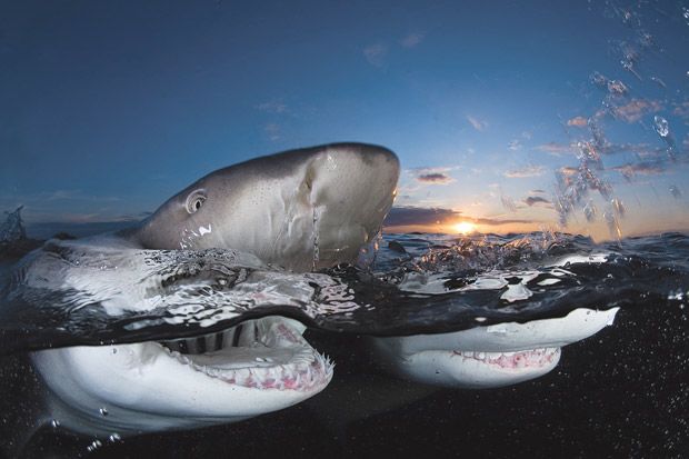 اسماك القرش نظرة عن قرب  Sharks+Close+Up+Pictures+%25282%2529