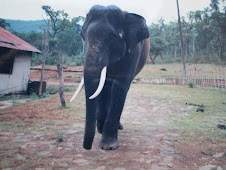 A majestic tusker at Theppakadu Elephant camp .(11-5-1998)