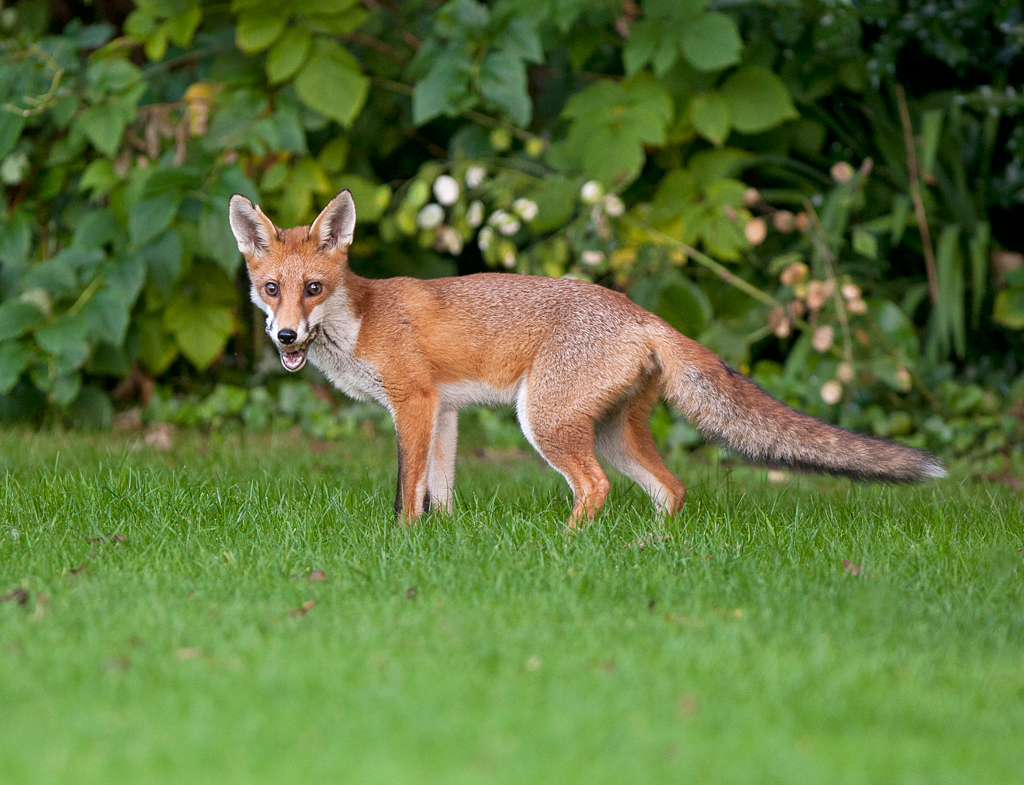 Steve Race Wildlife Photography: Urban Fox Project
