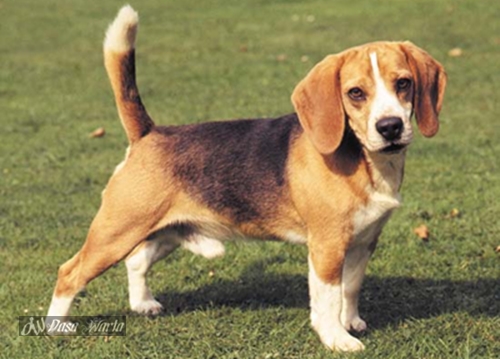 Top Ten Pets Dog In The World Top Ten Pets Dog In The World
