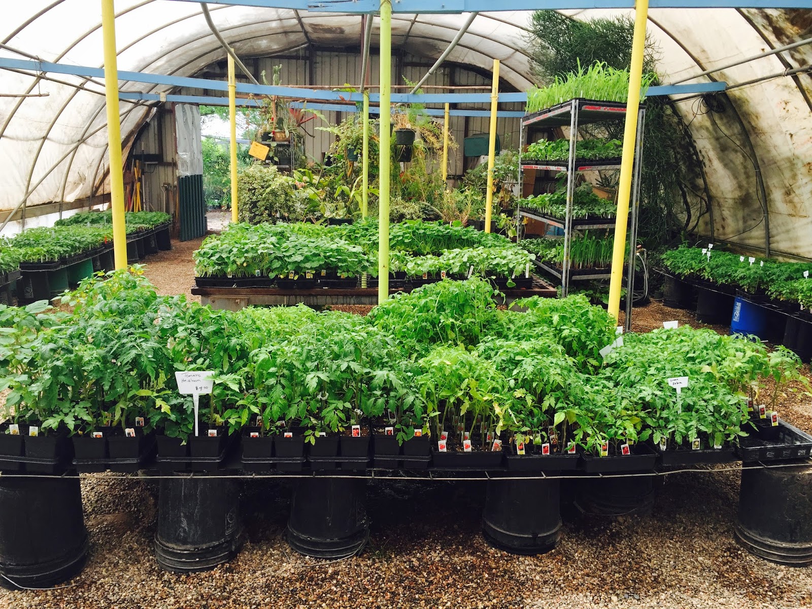 Shop In Comfortable Shade At Trees That Please Nursey