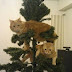 Χριστουγεννιάτικες γάτες!...