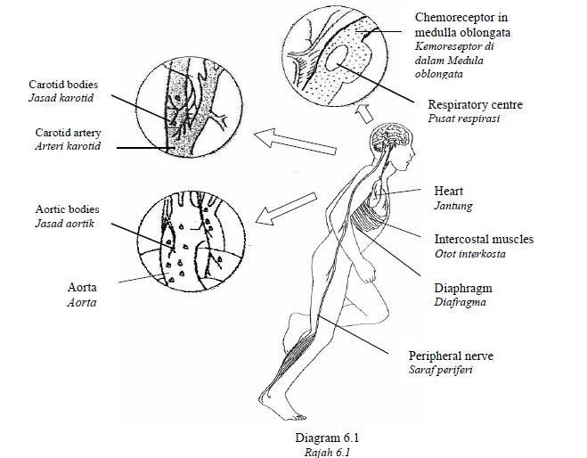 ap biology essays questions ap biology essays questions