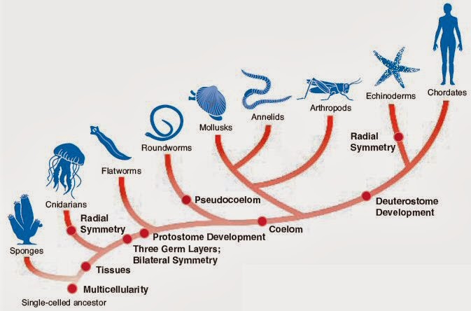 Science, Reason and Logic Rule: Evolution