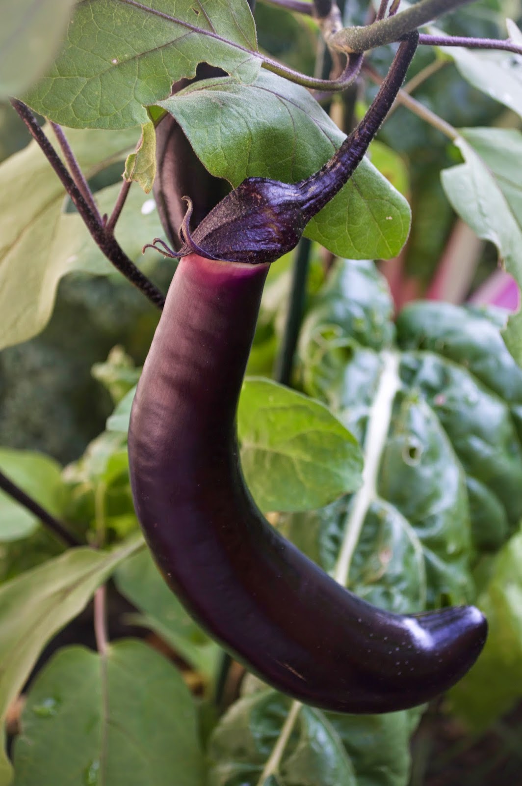 Cooking for Kishore Garden Vegetable Antipasto Platter Part 2