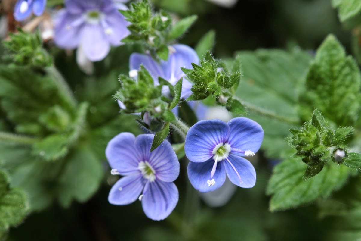 Speedwell Tea Benefits Healthy Tea 101