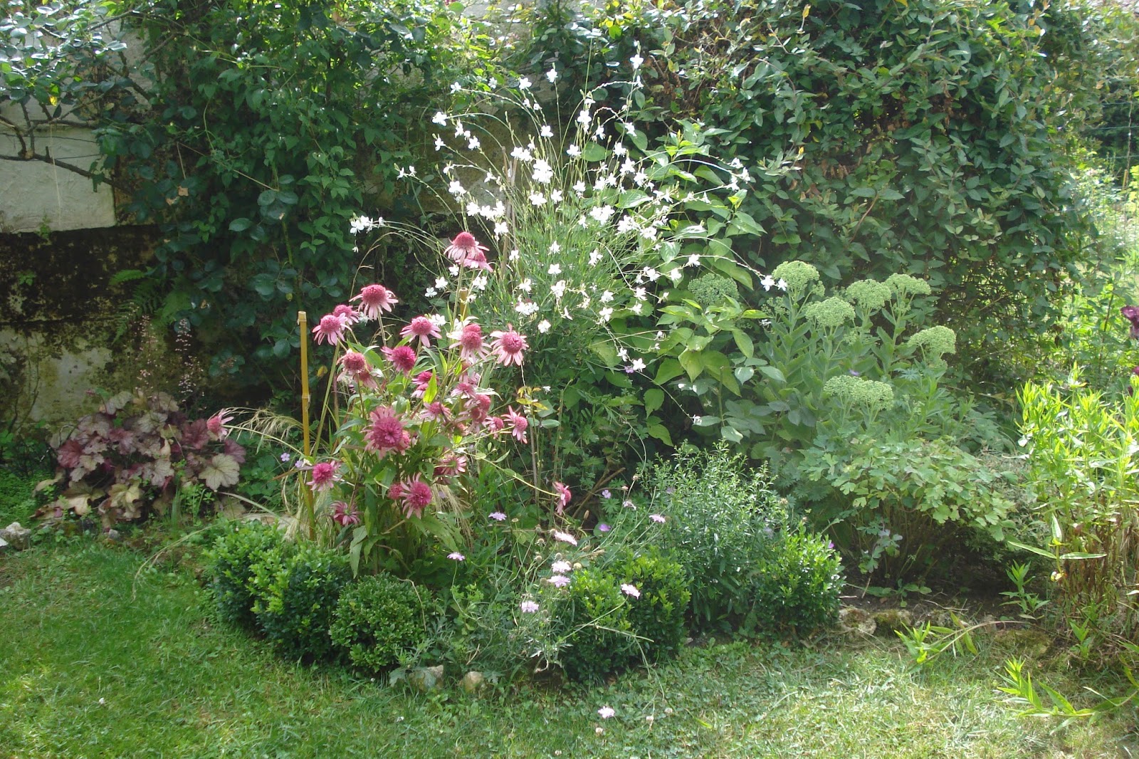 Cagouille's Garden : Massif Lovely Pink 3 mois d'août en 3 ...