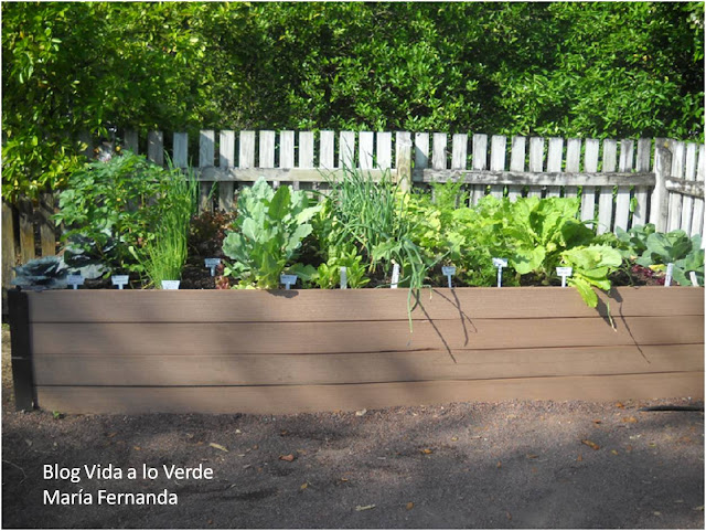 La Doctora De Las Plantas: ¿Cómo hacer un huerto urbano? Huerting
