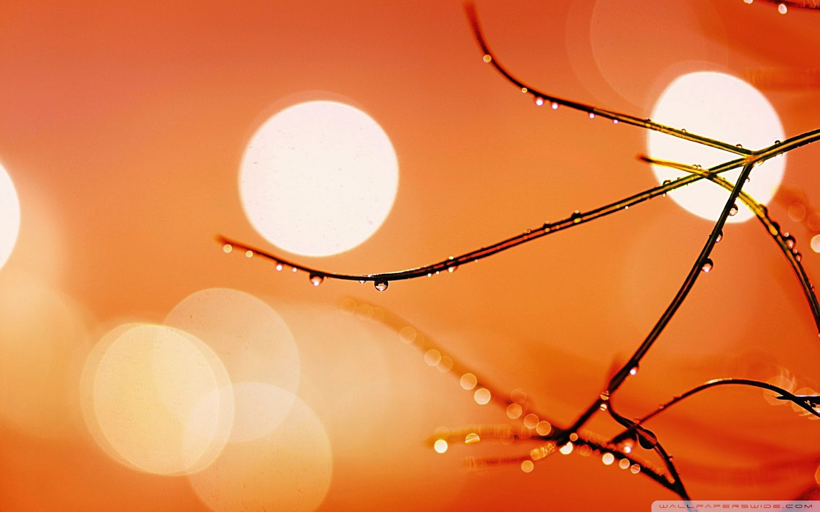L Enfance Des Arbres