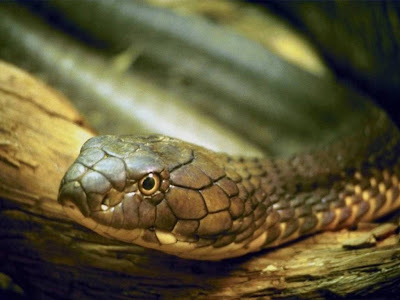 Reptiles Snake Normal Resolution HD Wallpaper 3