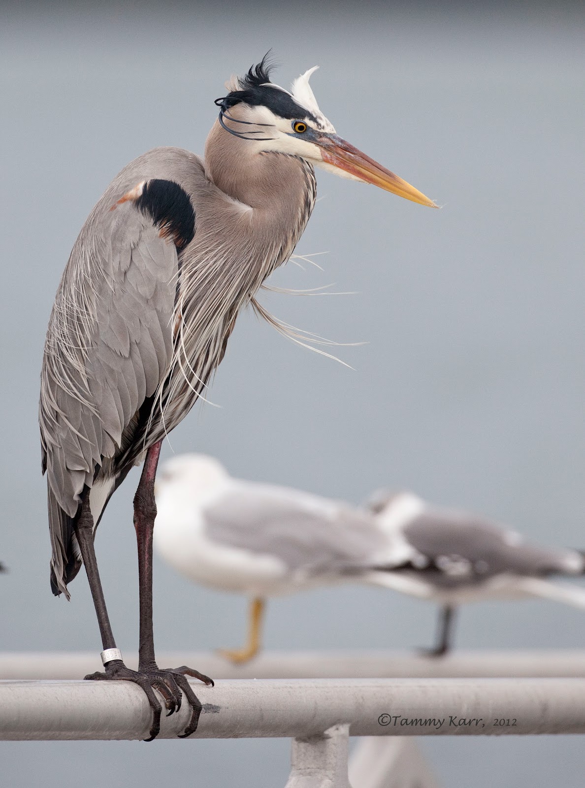Birding Is Fun! Birds with Bands