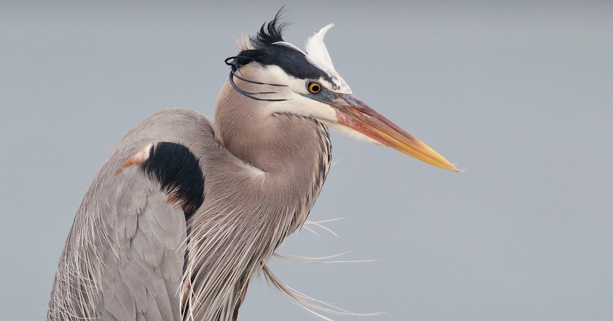 Birding Is Fun! Birds with Bands