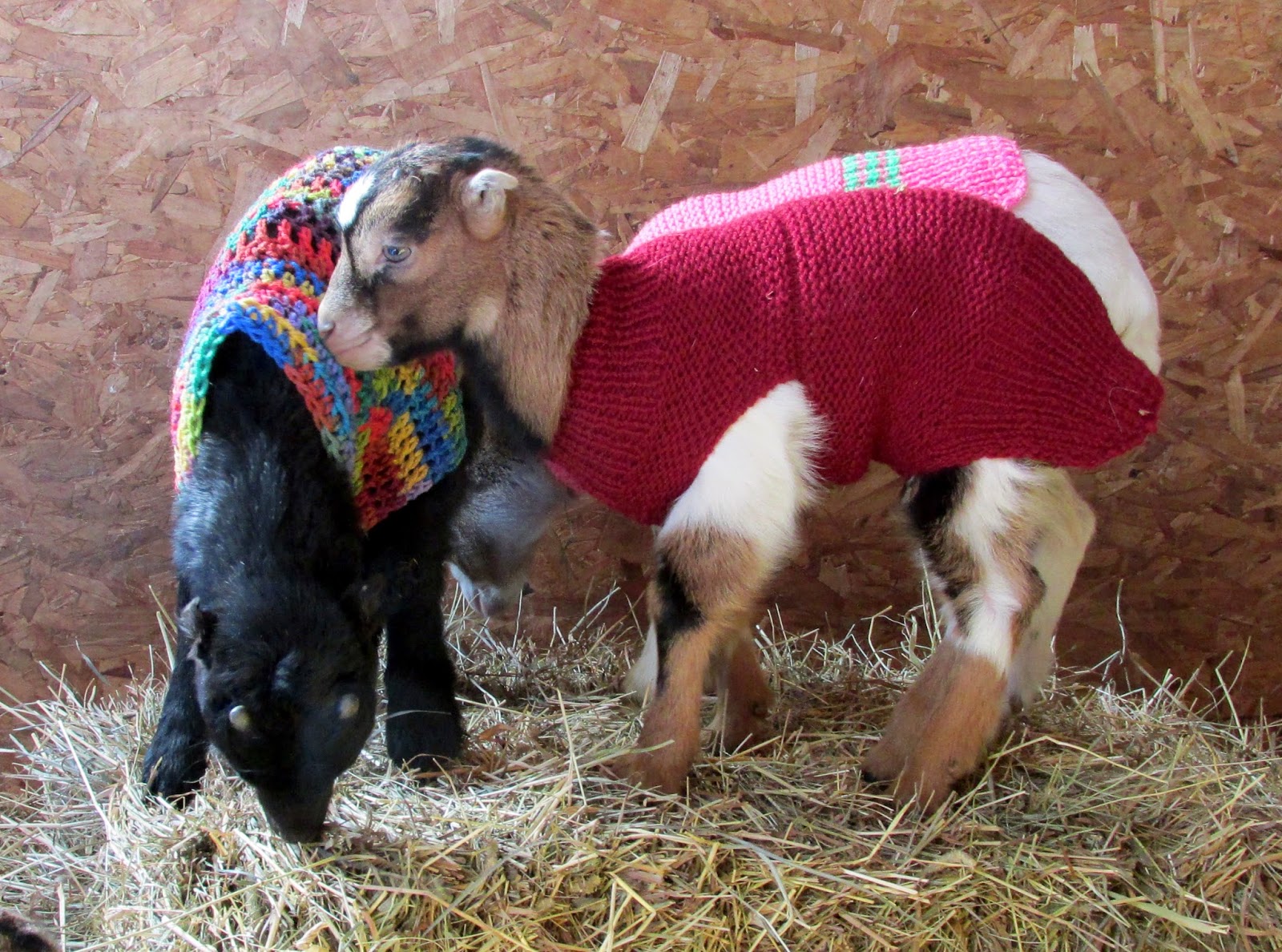 Lally Broch Farm A Maine Family Homestead Coats My Goats