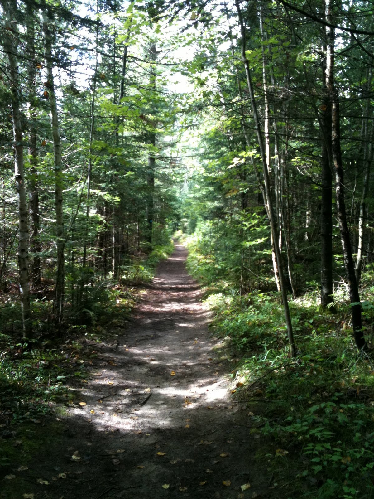 ChequamegonNicolet National Forest