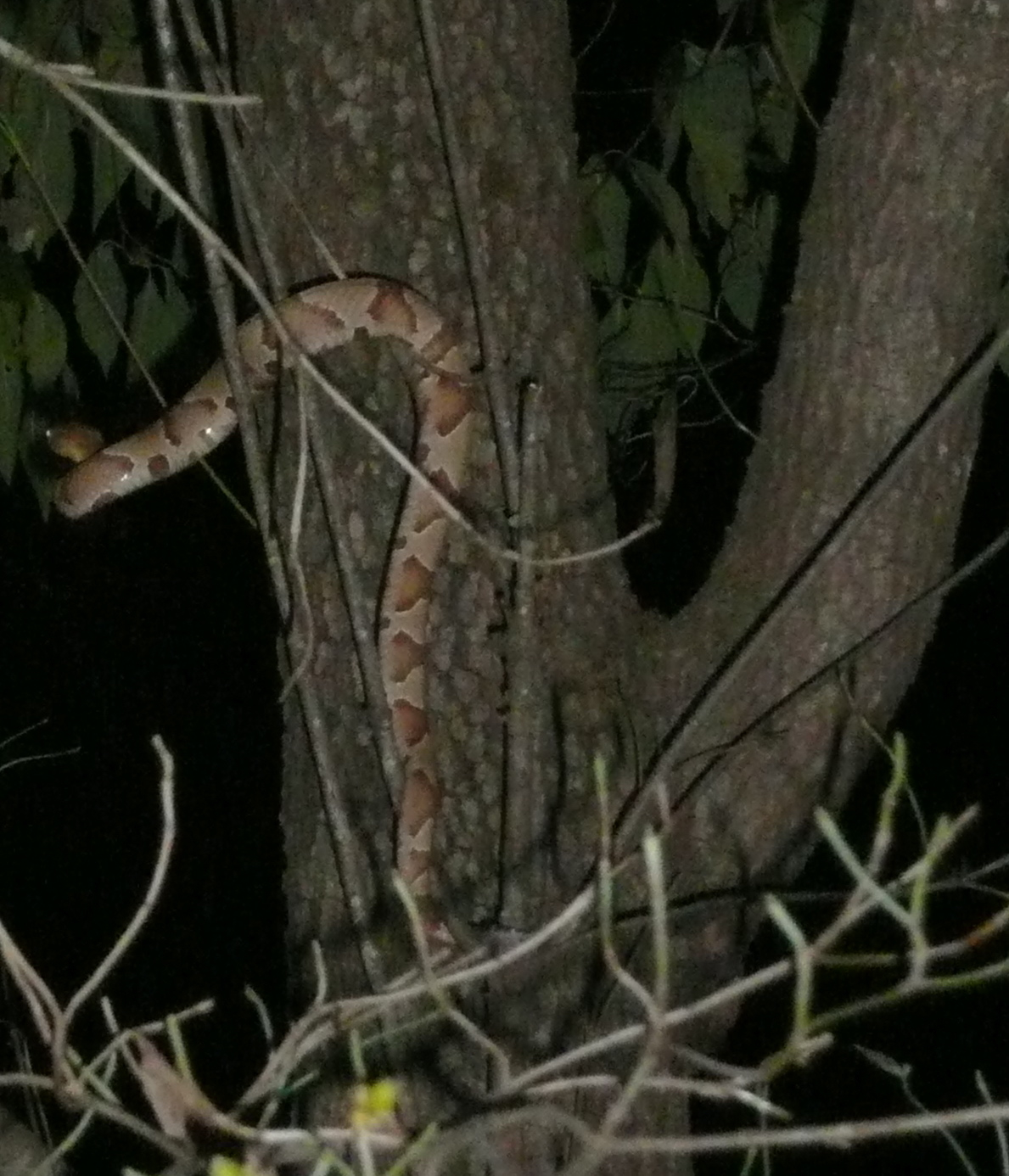 Springfield Plateau Copperhead Clusters