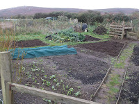 Allotment Growing