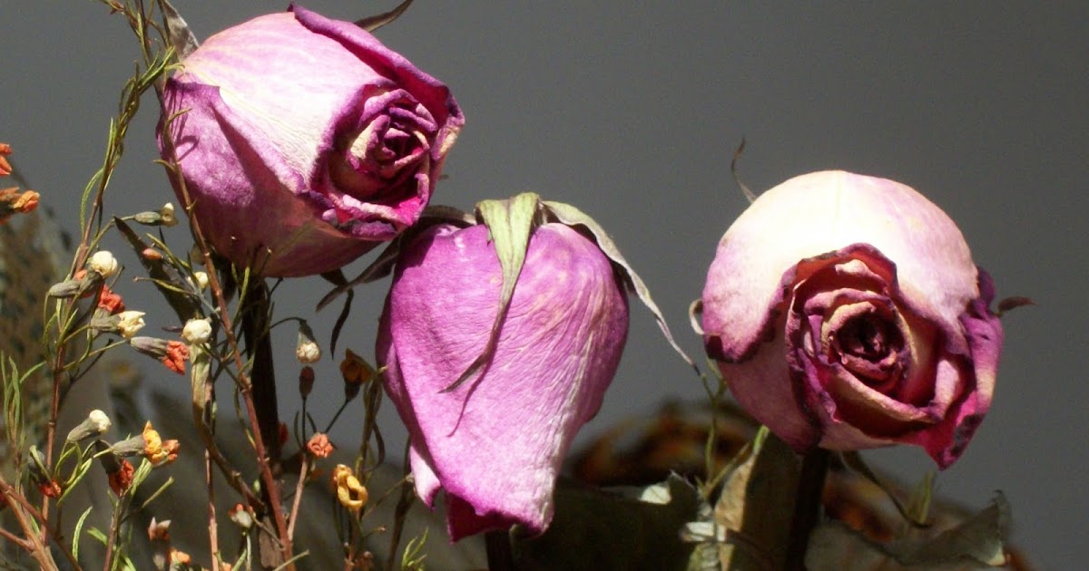 False Starts Do Dead Flowers Live Forever?