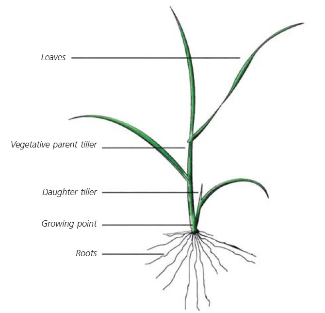 Grass Based Health Some Mammals Require Dietary Carbohydrate