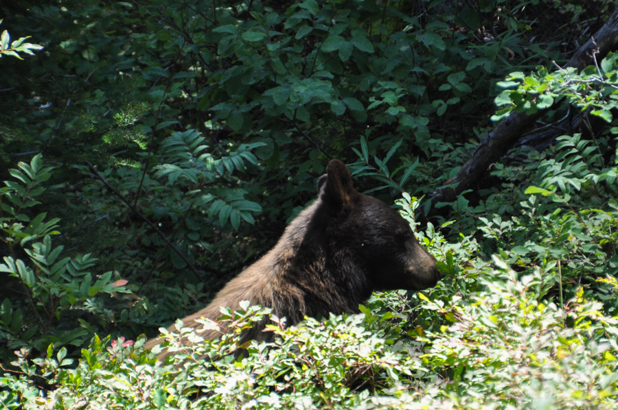 Black Bear on the Surprise Lake Trail