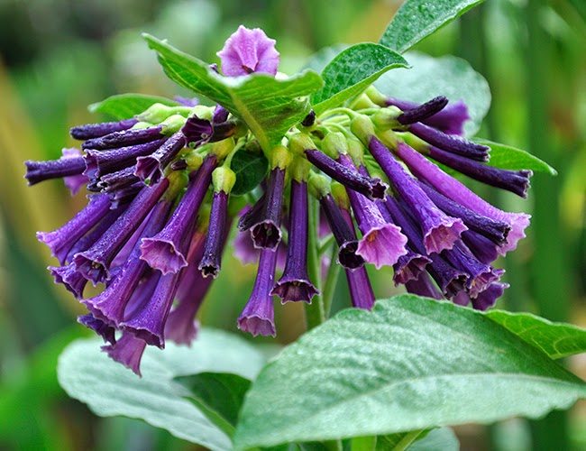 Nurseries Ireland Nursery Plants Trees Shrubs Garden Nurseries