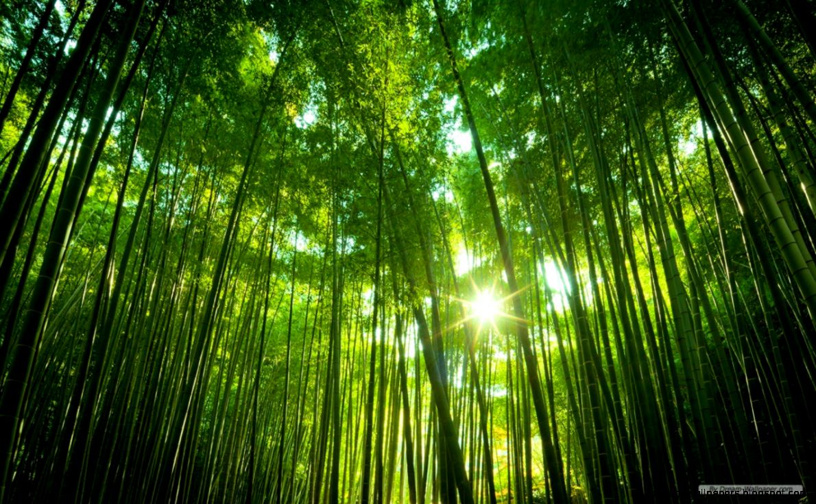 Free Wallpaper Free Nature wallpaper Windows 7 Themes Free Wallpaper Free Nature wallpaper Windows 7 Themes