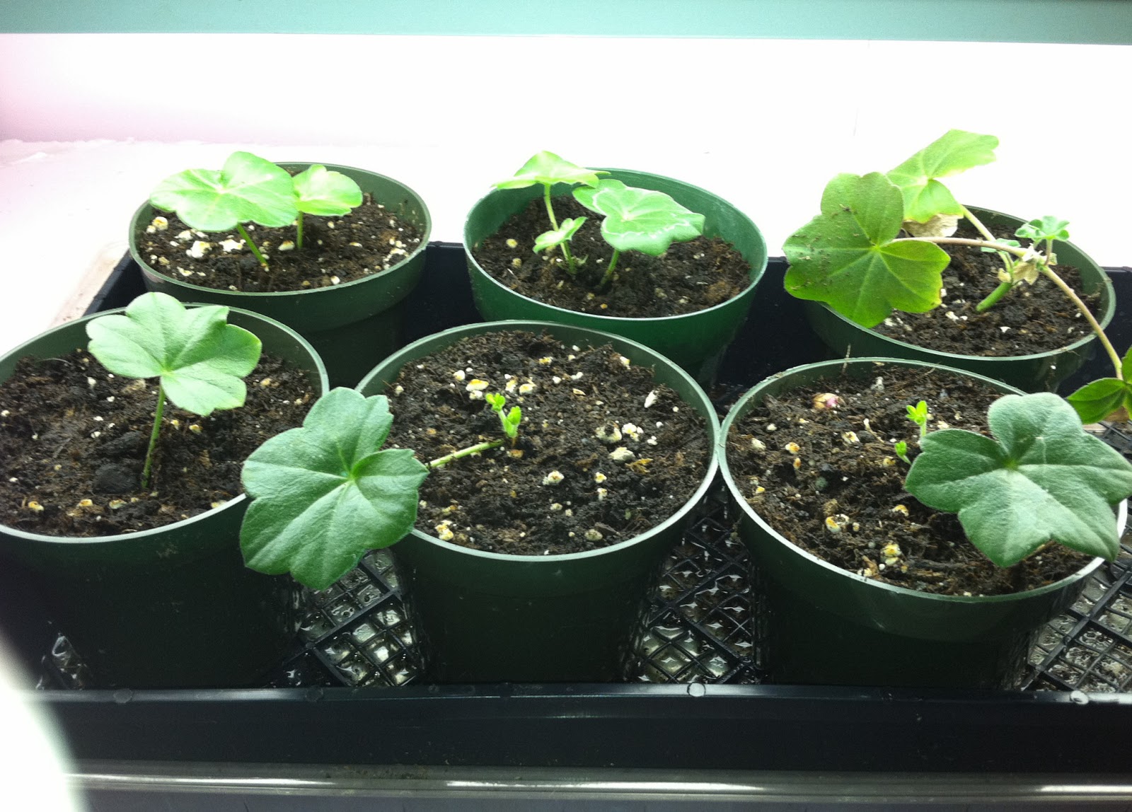 Deegan in the Garden Ivy Geranium Cuttings Ignore Winter