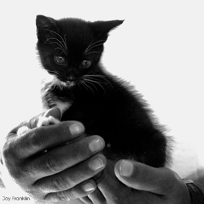  black cat photo 